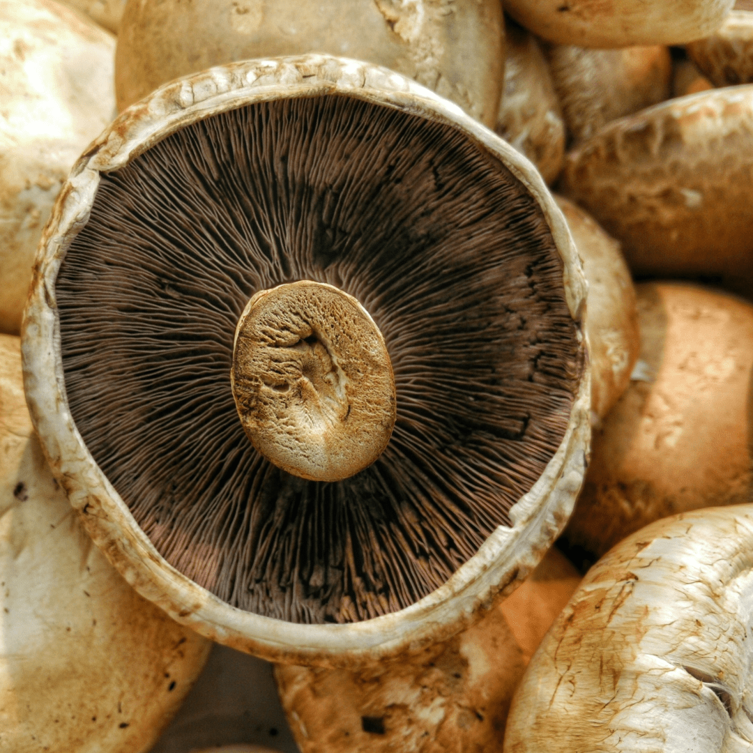 Nahaufnahme eines Pilzes als Nahrungsmittelquelle für Vitamin D