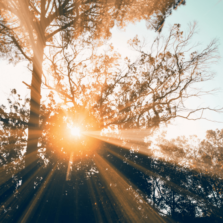 Sonnenstrahlen brechen durch Baumkronen zur Vitamin-D-Synthese im Winter